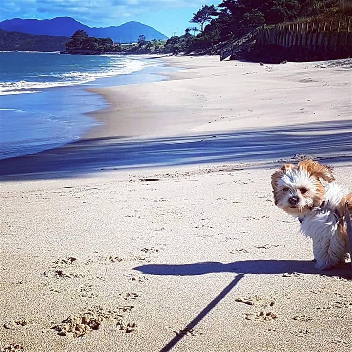 Hokianga Haven 3
