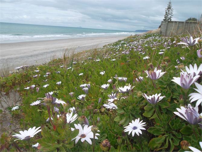 View from dune bench