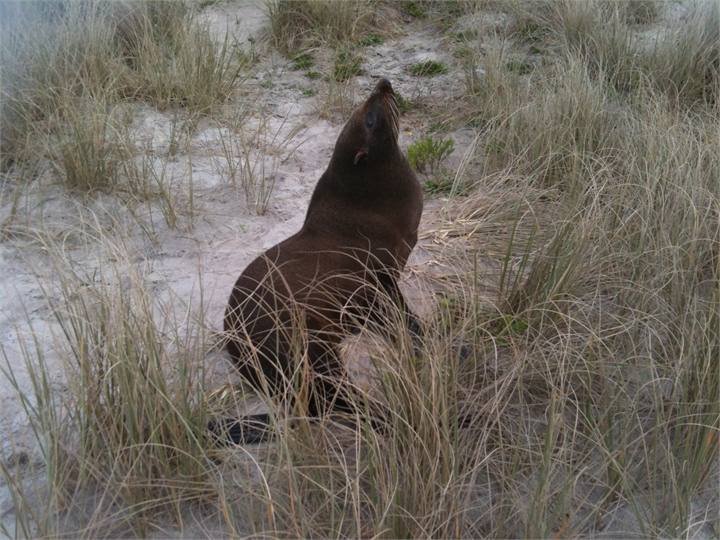 Who knows what you'll see down at the beach?