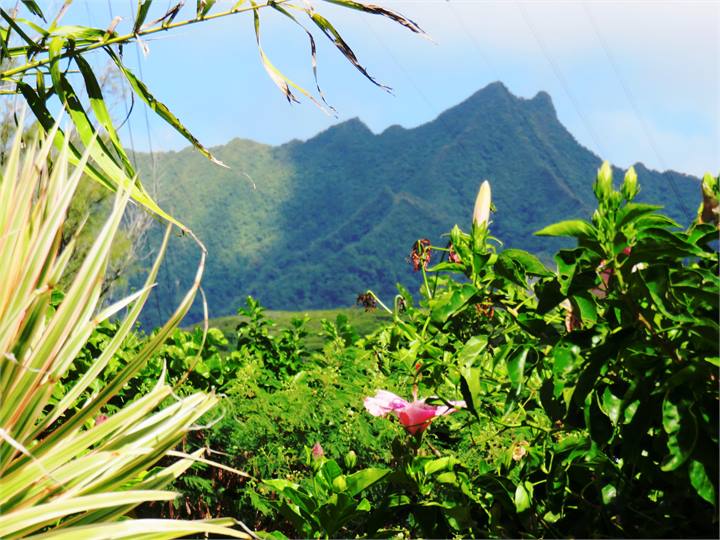 mountain view from Bougainvillea