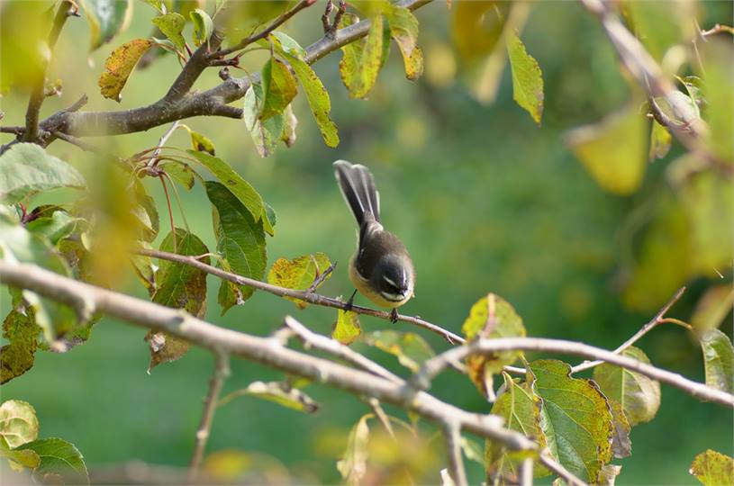 Wake up to the sound of Fantail and Tui.