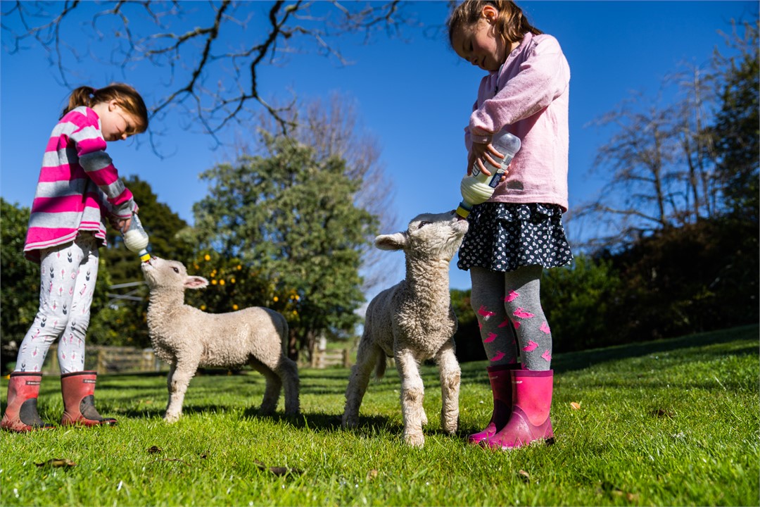 Guests feeding pet lambs