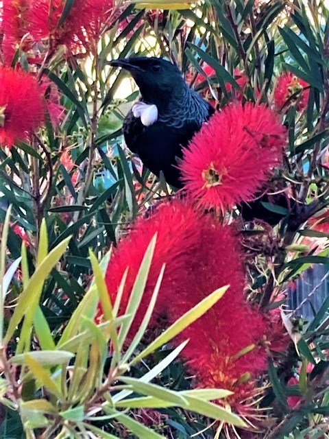 Visiting rights - Our friendly Native 'Tuis'