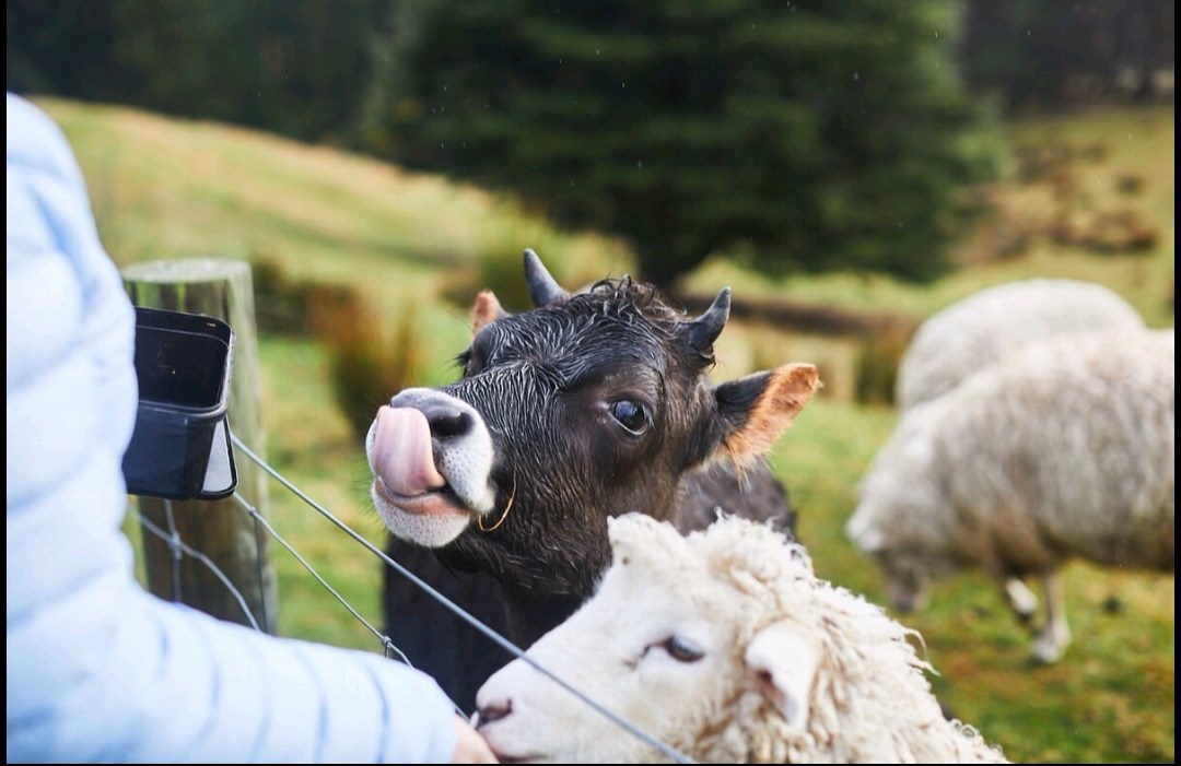 Dandy the cow and Lemon the lamb