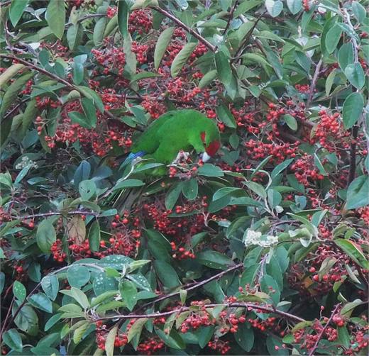 Native Kakariki feeding in garden.