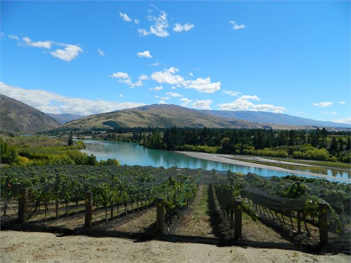 Summer vineyard and river views towards Queenstown