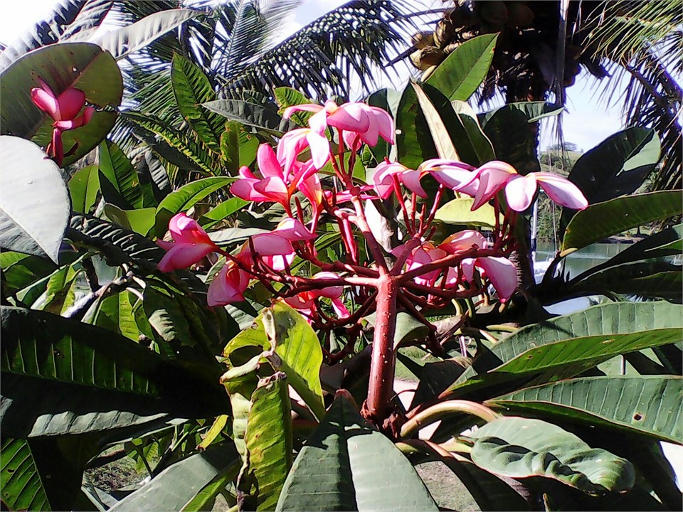 Fiji Flora