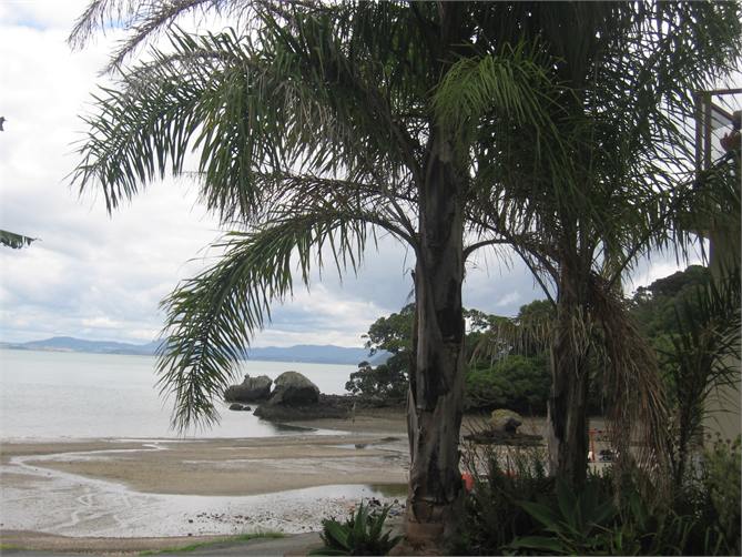 Palms by the beach - Reotahi