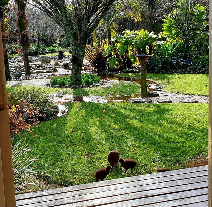Morning in the garden with native Weka family