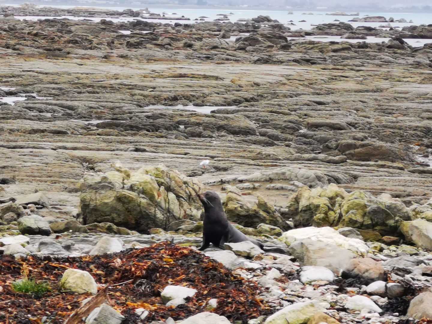 Small scenic view of Kaikoura