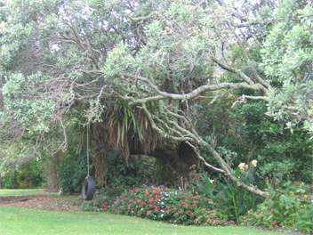 Thistle Do - Whangarei 0174