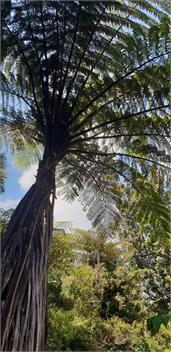 The Log Cabin - Waihi