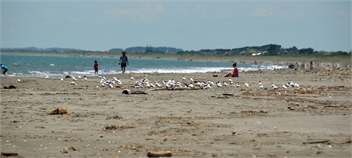 Waikanae Beach House - Kapiti Coast