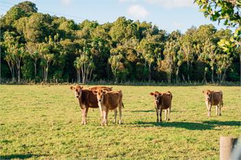 Tuhitarata Country Escape - 5 studios - Martinborough