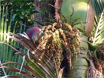 Holiday Home in Te Kouma, Coromandel - Coromandel