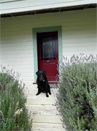 Taraview Cottage - 