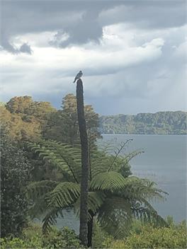 Slice Of Heaven - Lake Tarawera