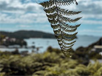 Bellbird Retreat Stewart Island - Oban, Southland