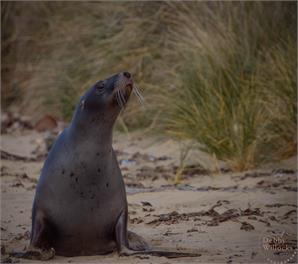 Catlins Beachfront Escape - MOANA CURVE - Catlins