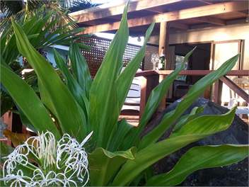 Sunset Palms Rarotonga - Beach House - Rarotonga