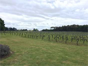 Karaka Point Vineyard & Lodge - Auckland