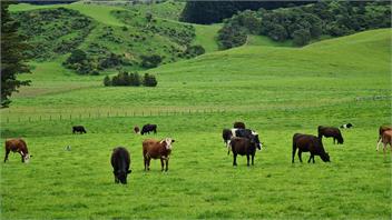 Fair View Carterton-Greytown -