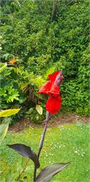 Rural Bay of Islands 1 acre with two blue heelers, 13 min Kerikeri 25 minutes by car to Paihia - Kerikeri