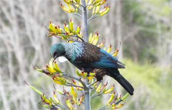 Rocky Ridge Cottage-Fully Self Contained and Private  - Takaka