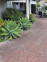 BEACH HAVEN APARTMENT. No road to cross to the beach. - 