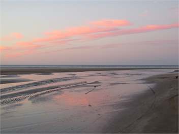 Ahipara Pine - NInety Mile Beach, Northland