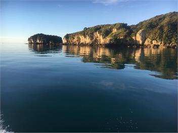 Punga Paradise in Tata - Rd1 Takaka 