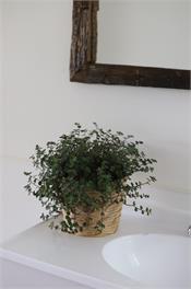 COZY ORGINAL FARM COTTAGE - Tui Ridge Homestay - Ohinewai