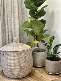 Natural Elegance - Auckland