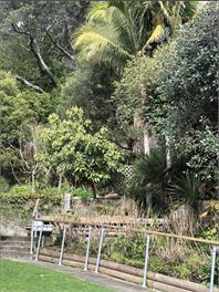 Pacific Paradise - Ohope