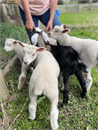 Hilltop farm house- Perfect for groups and Gatherings - Auckland 