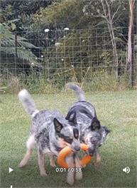 Rural Bay of Islands 1 acre with two blue heelers, 13 min Kerikeri 25 minutes by car to Paihia - Kerikeri