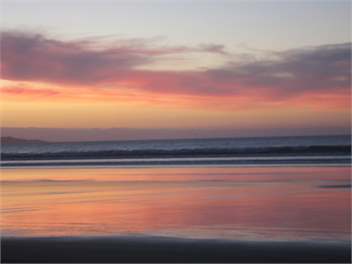 Ahipara Pine - NInety Mile Beach, Northland