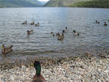 Selah - St Arnaud
