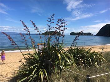 Punga Paradise in Tata - Rd1 Takaka 