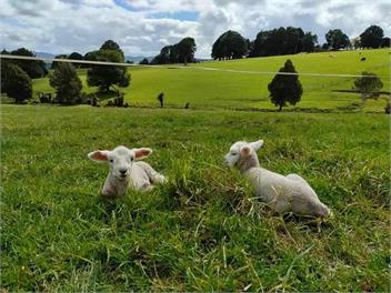 Slice of Paradise - Kerikeri
