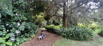 Rural Bay of Islands 1 acre with two blue heelers, 13 min Kerikeri 25 minutes by car to Paihia - Kerikeri