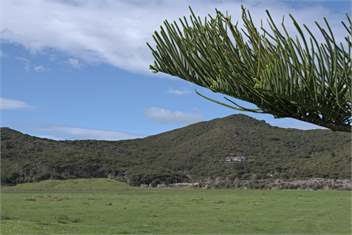 Mount St. Paul Estate - Auckland