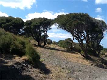 Kupe's Secret (The Bush Bach) - Palliser Bay