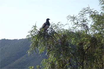 Okiwi - Marlborough