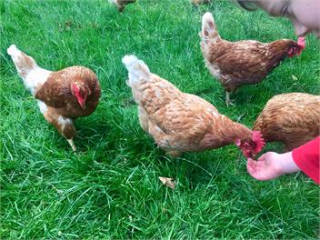 Height of Dunedin Farmstay Cottage - Dunedin