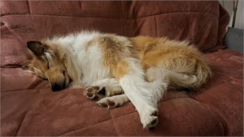 Methven Family Retreat: Pet friendly - Methven