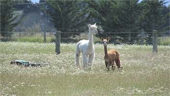 Eyreview Retreat - Free Unlimited WiFi - Christchurch