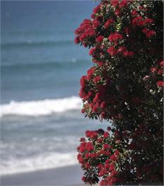 The Beachhouse- absolute beachfront! - Papamoa Beach