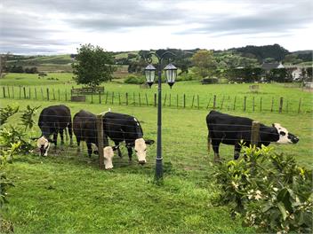 Quality Stay on Rural lifestyle - Auckland