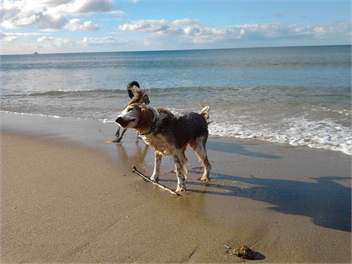On Ocean Beach.. Paradise! - Tairua